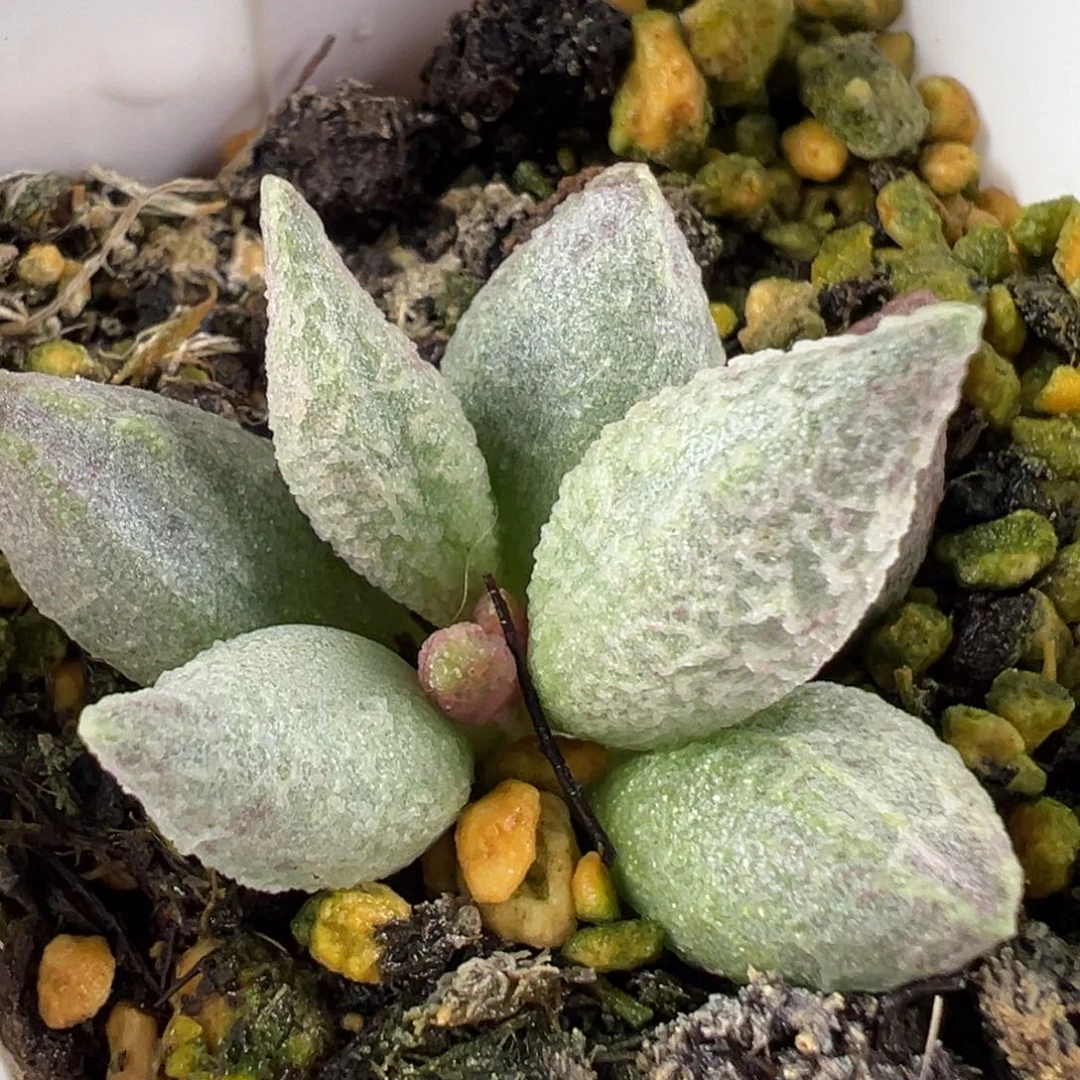 w融化纹冰淇淋多肉植物