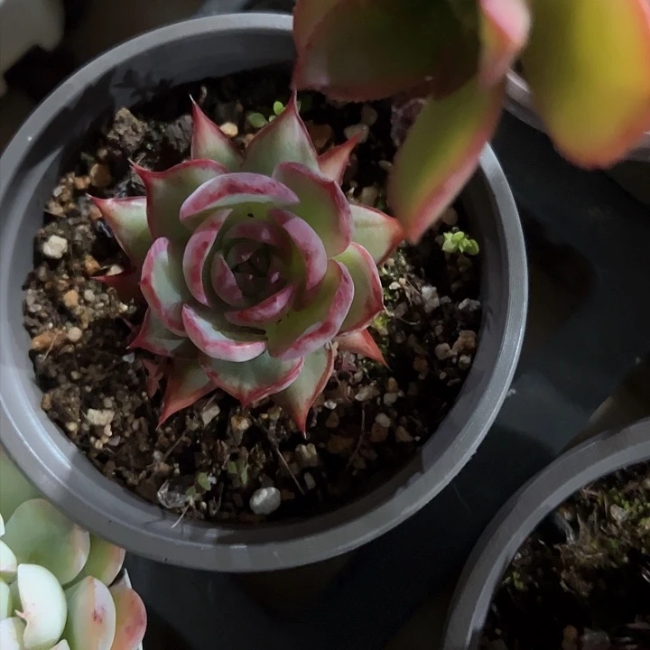 小*@17多肉植物组合都不容易？大