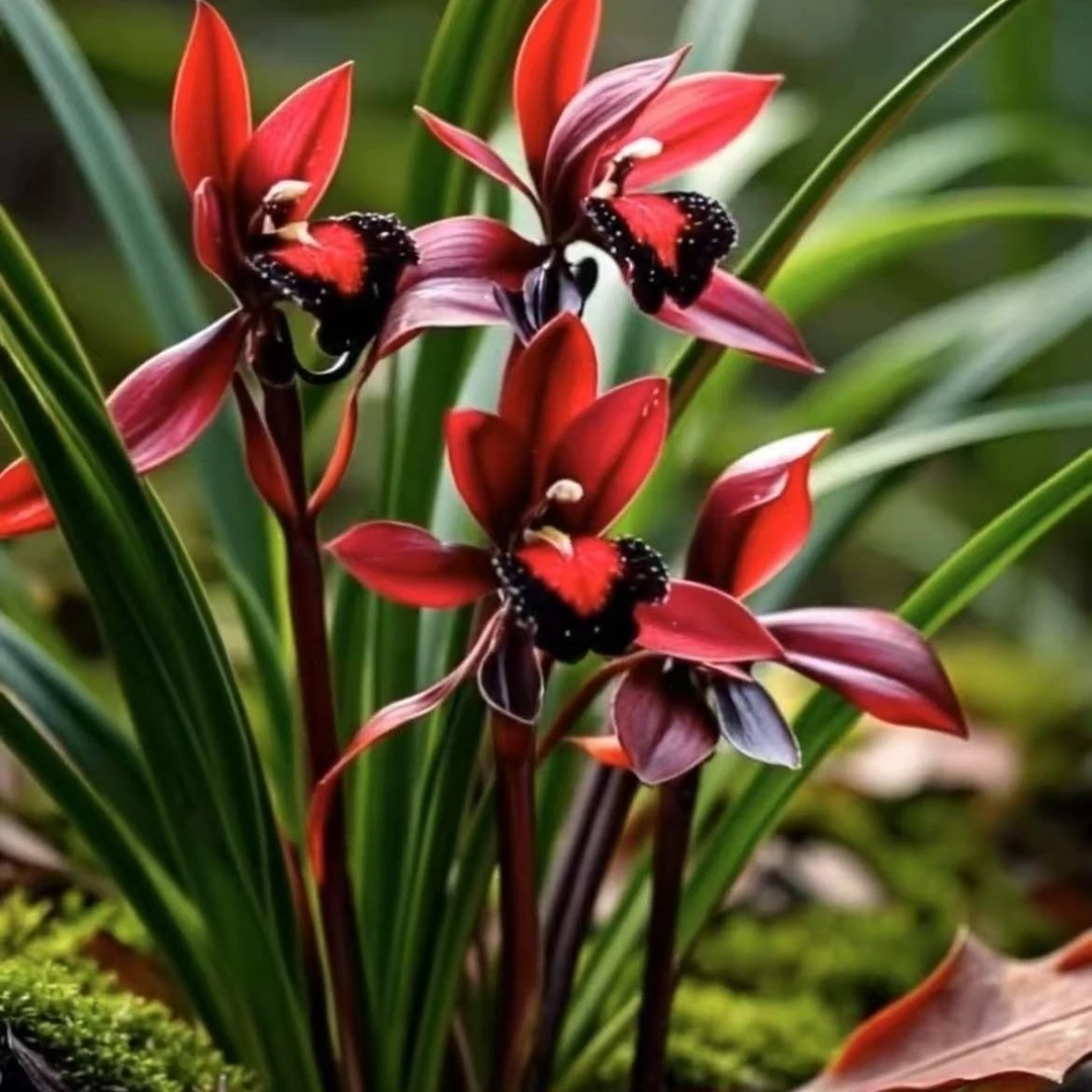 稀有名品浓香型兰花春兰【红浪漫】四季好养阳台客厅庭院绿植盆栽