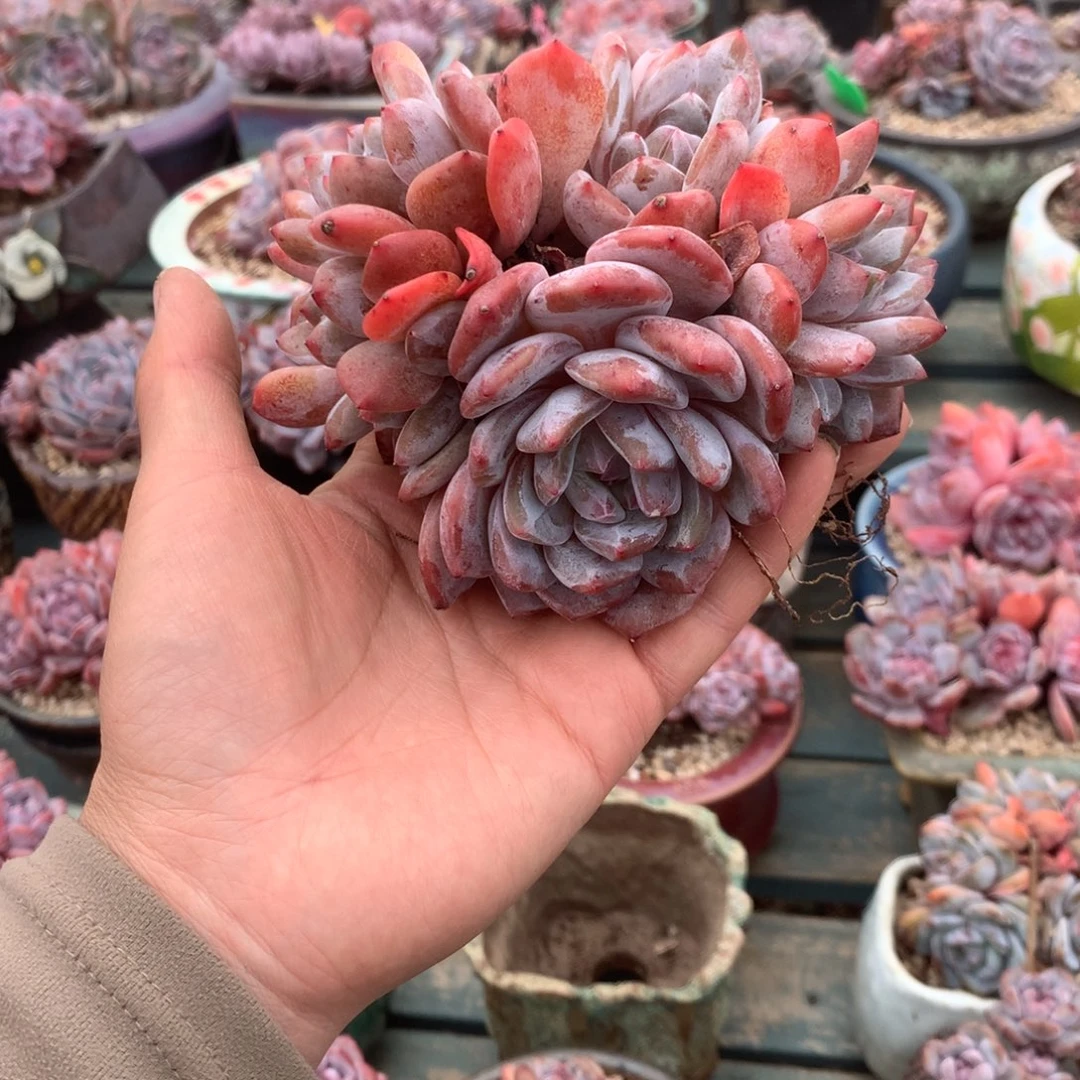 无花朵哈哈哈哈哈哈哈哈哈40
