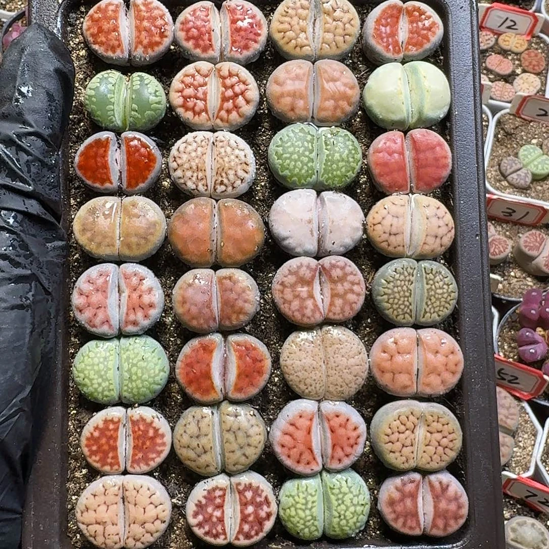 生石花111111。   脱土带盆土。  180