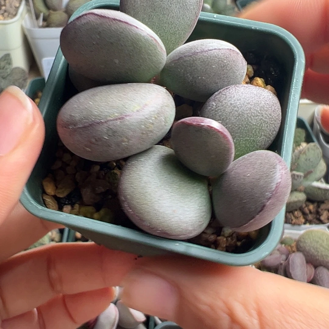875紫蛋一颗花朵型胖嘟嘟