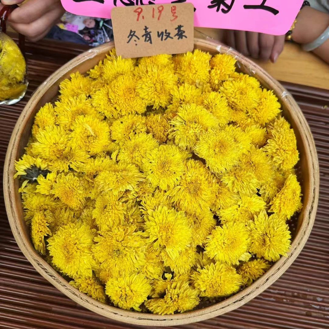 2025明月山金蕊皇菊 今年头采新花 富硒花 泉水甜冬青收茶