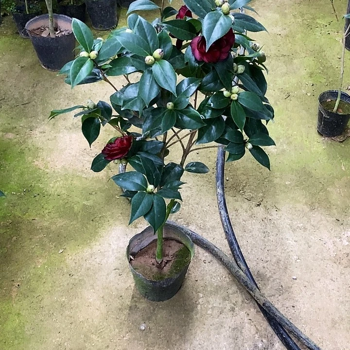 墨川茶花。    。     85高。