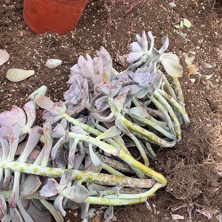 紫乐3颗9.99多肉植物