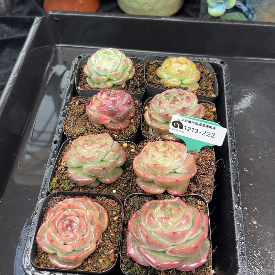 从前慢花园多肉编号1213-222