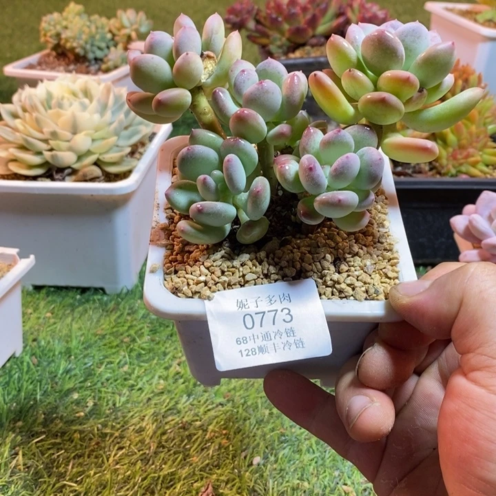 0773啊啊啊啊啊啊啊啊啊啊