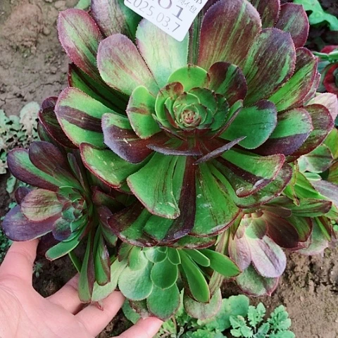 3.7-101花月夜多肉植物