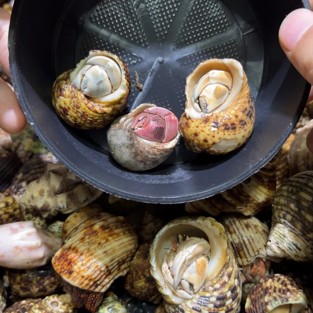 活体宠物 不退不换 1