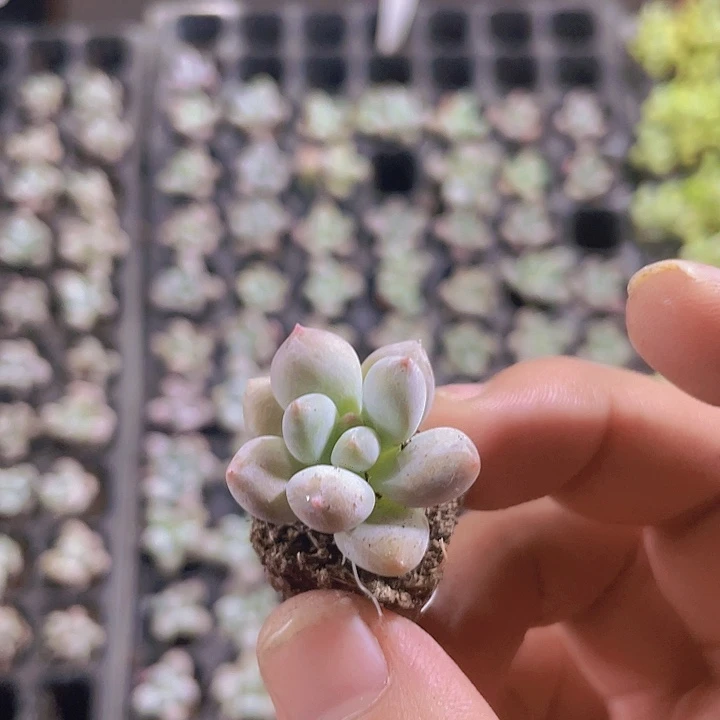 雪妖精品多肉量拍