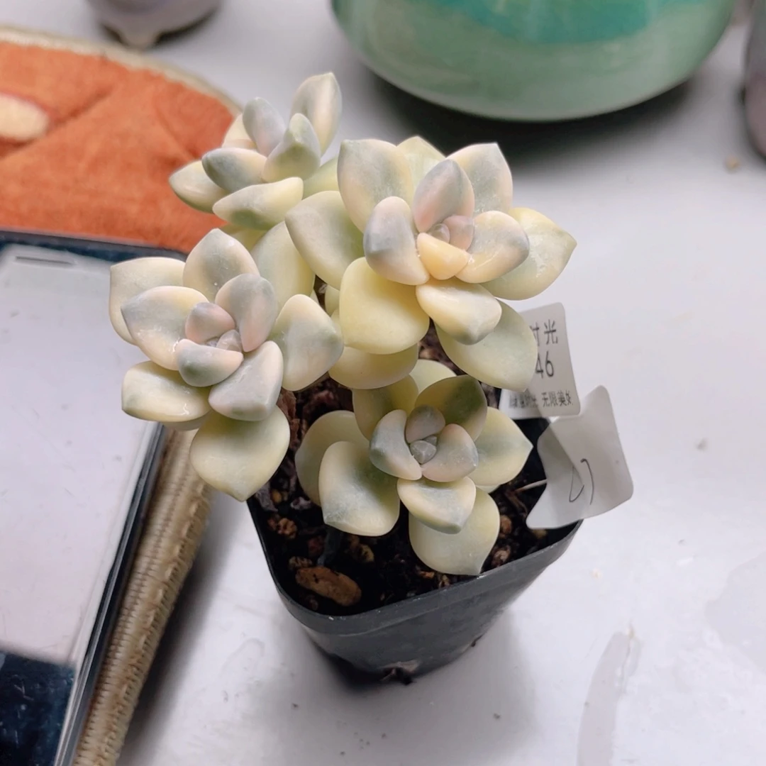 c***-746 带陶瓷盆发货 满28包邮