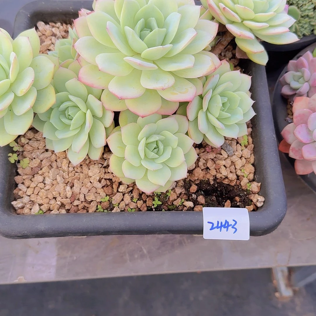 小***胖2443恋曲多肉植物