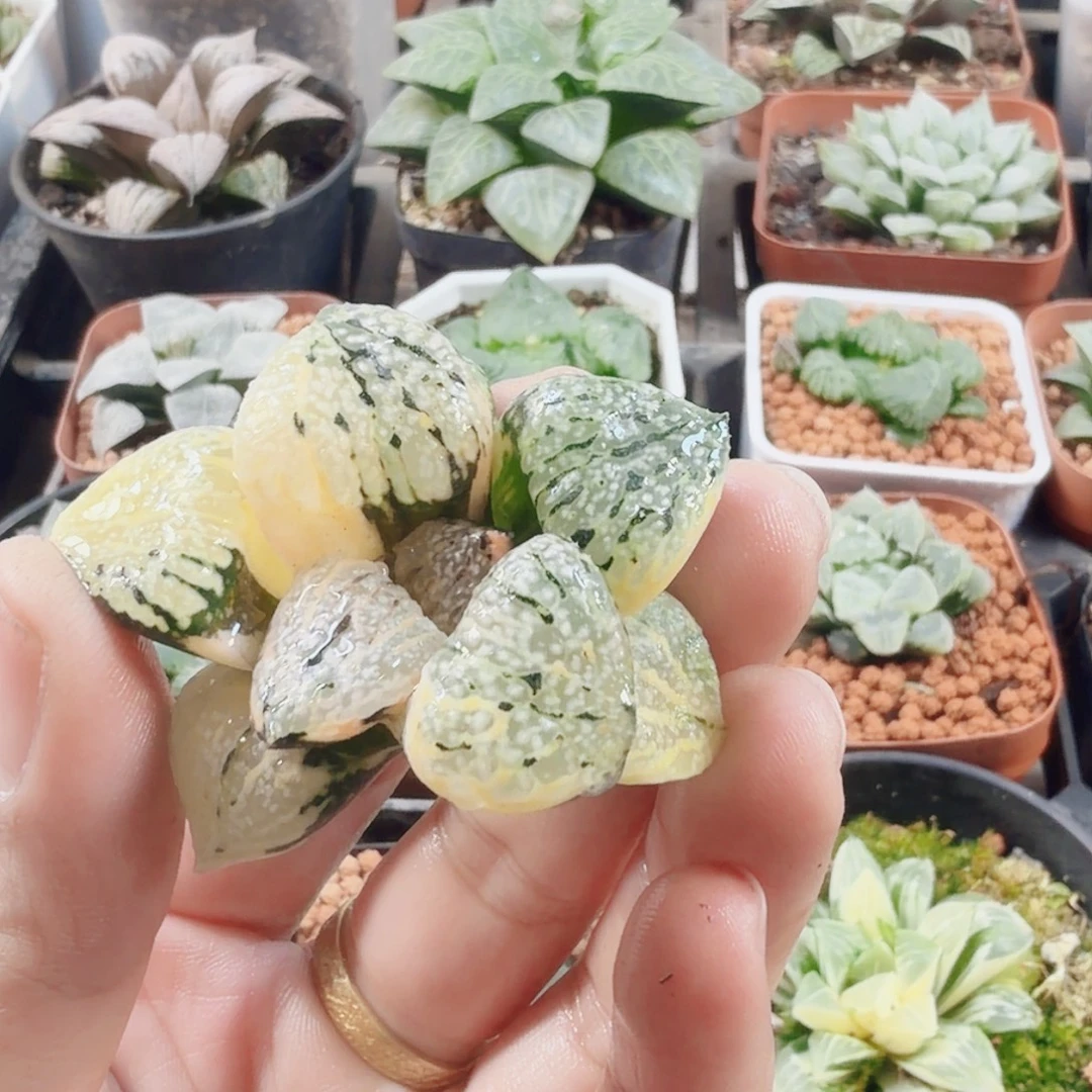 十二卷银沙大久保白银锦无根