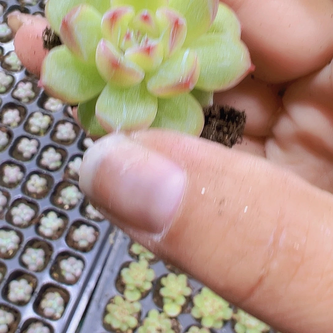 雪花珍妮苗3个19包邮