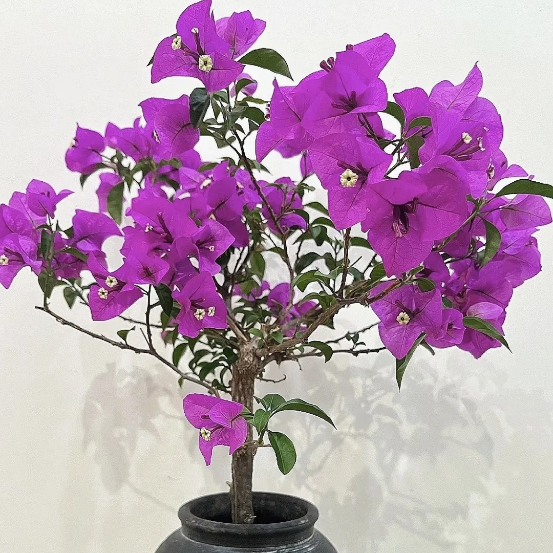 三角梅（安格斯云南紫）原盆原土运输途中掉花落叶属正常介意慎拍