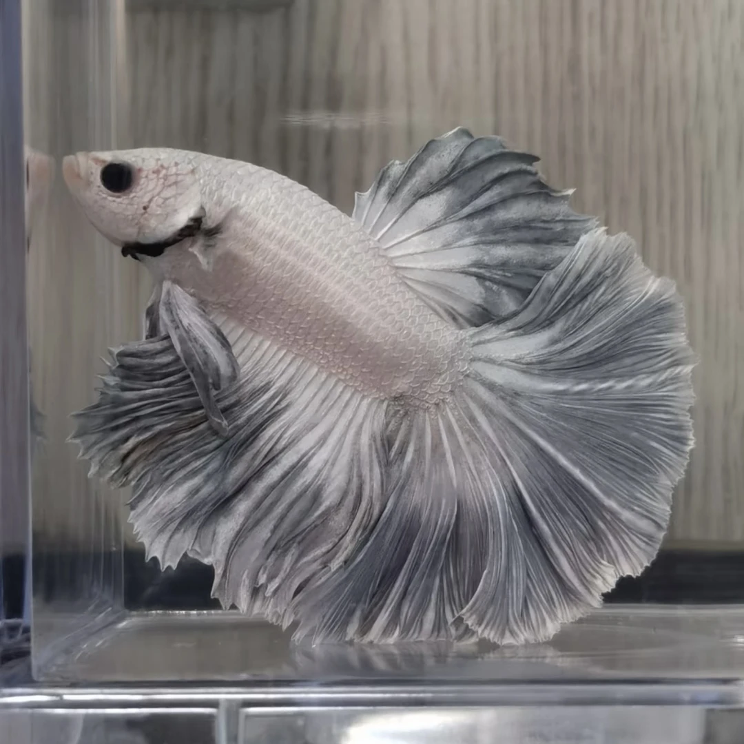 A15（337-360）泰国斗鱼小型热带观赏鱼耐活好养（直播间选鱼）