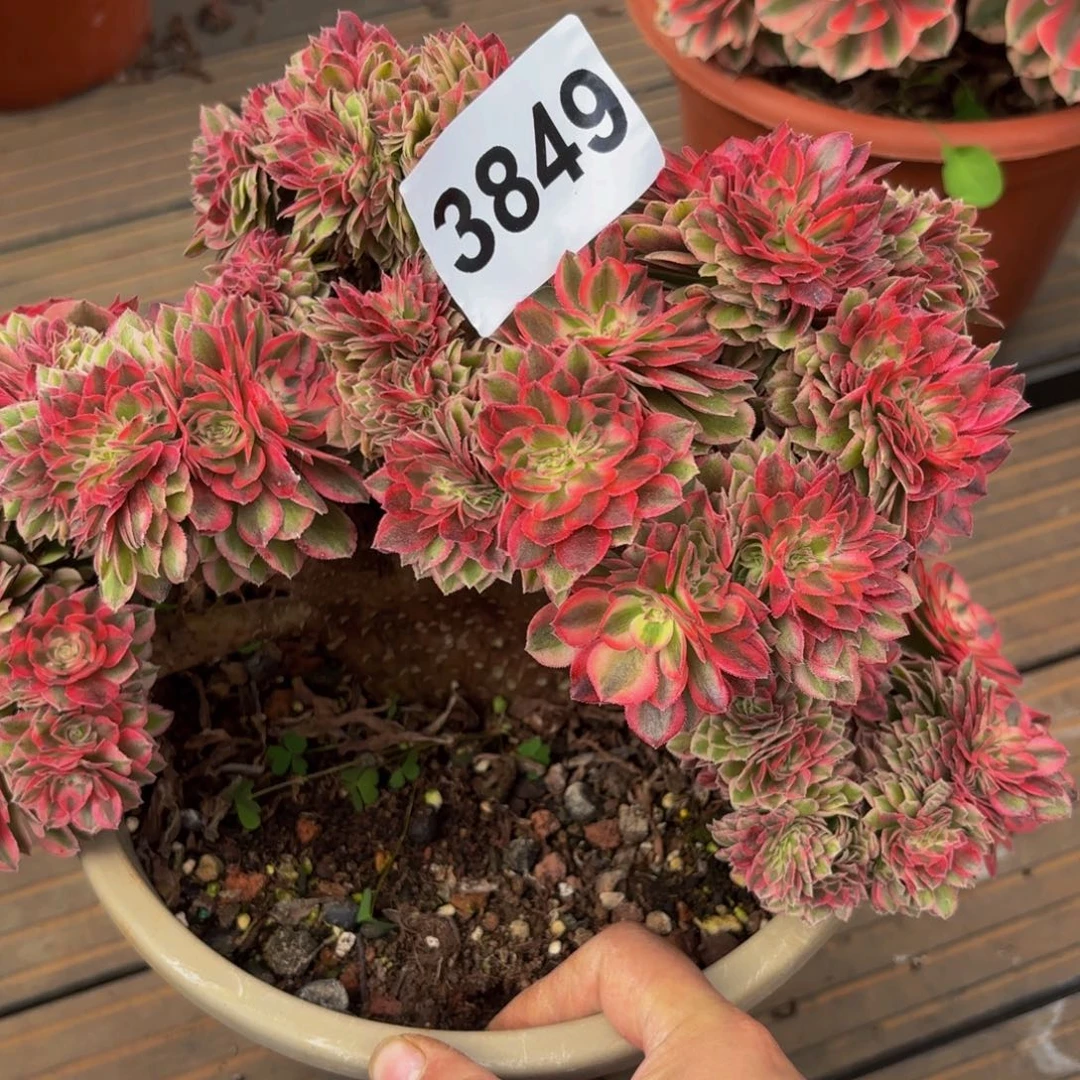 雨***虹3849多肉植物倾城缀