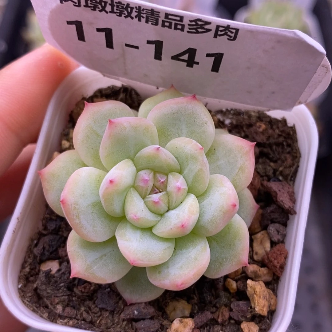 【闪购商品】11-141