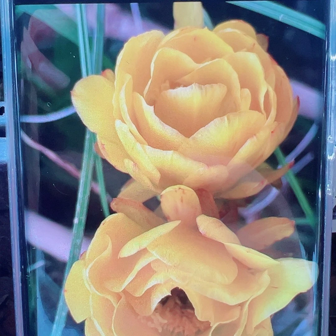 毛花柱黄牡丹侧芽 20 包邮
