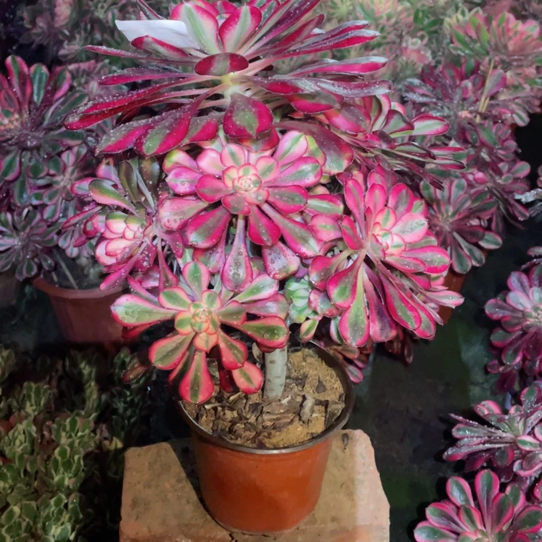 多肉植物香奈儿457