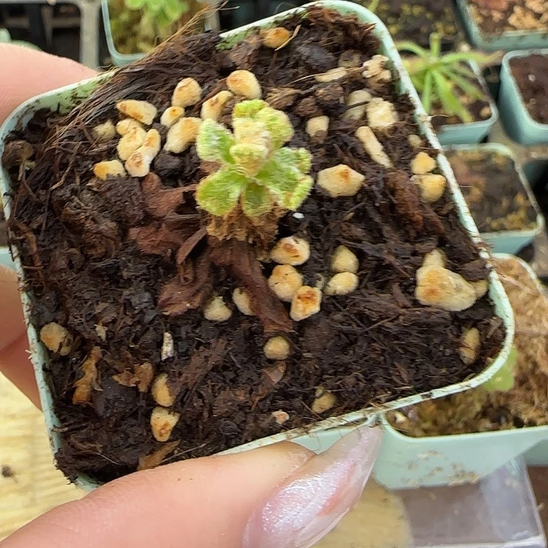 嘎***豆无花朵埃里克格林