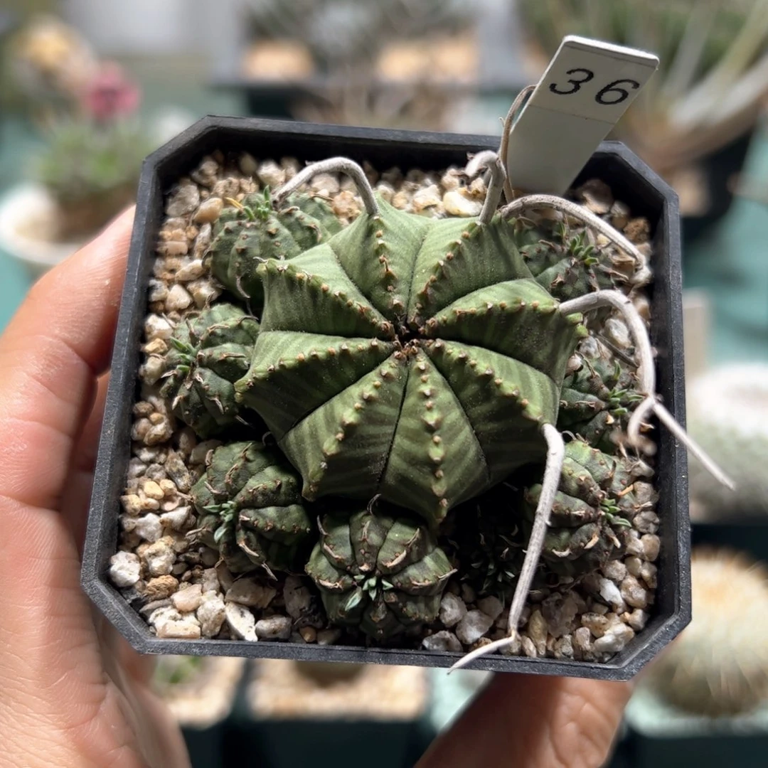 实生法利达大戟脱土 发货