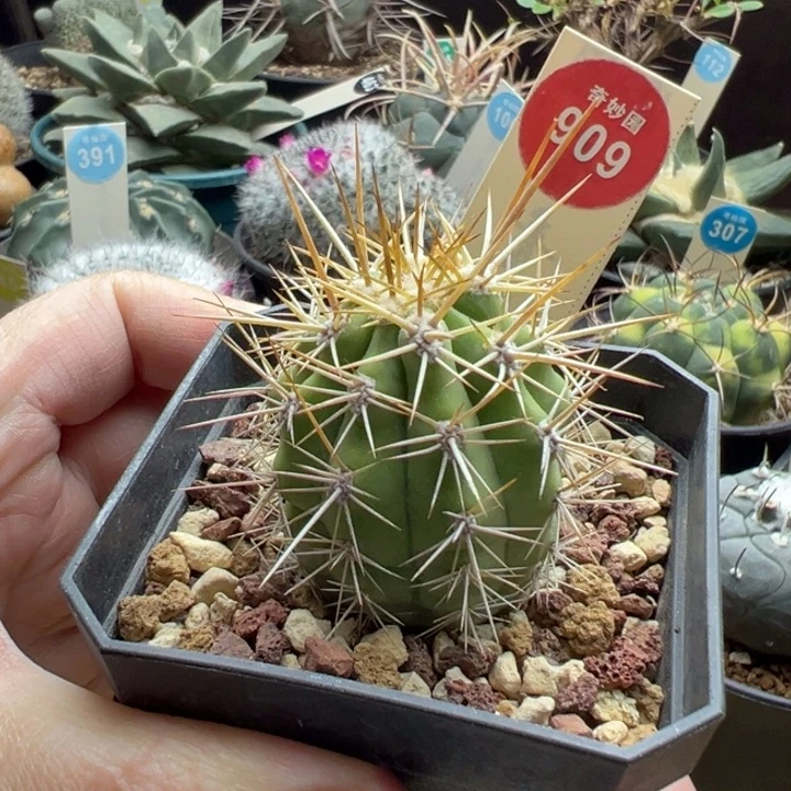 实生狂刺锦锦龙3.6cm