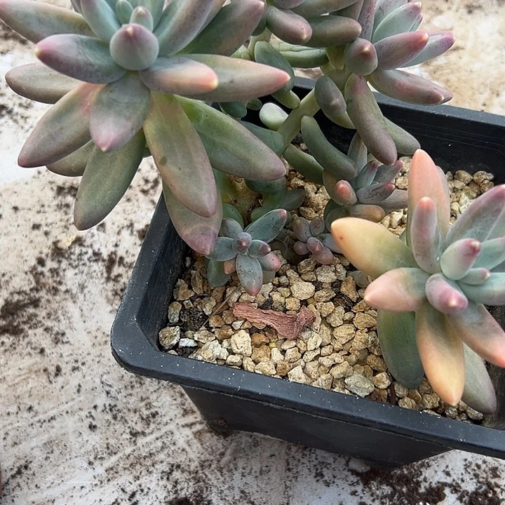 欧若拉群生多头多肉