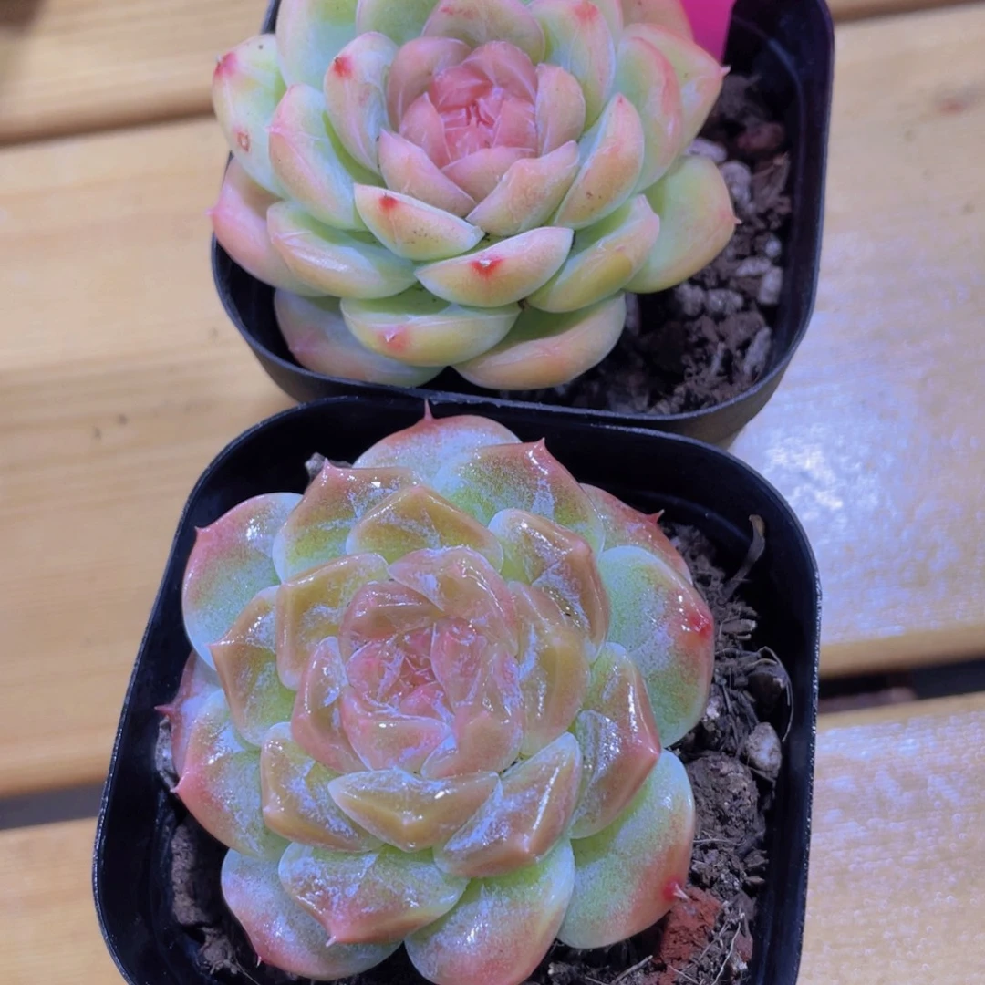 1253号 孤品糖心送冰魄