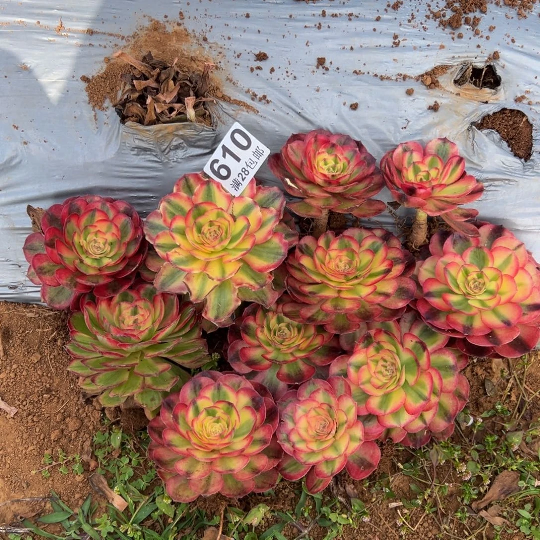 多肉植物610十一颗
