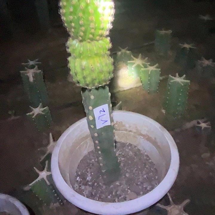 冰***洁V72袖普嫁接奈何35