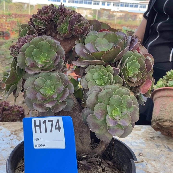 暖***光H174欧紫欧紫欧紫