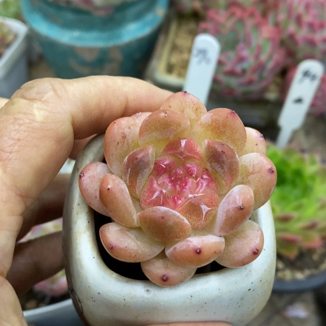 精品多肉一物拍不包整207