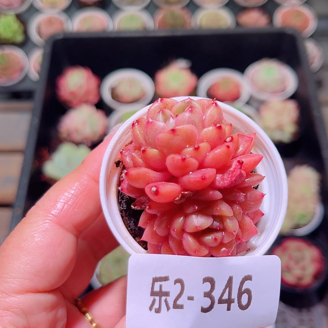 乐然2-346 灵翠双头