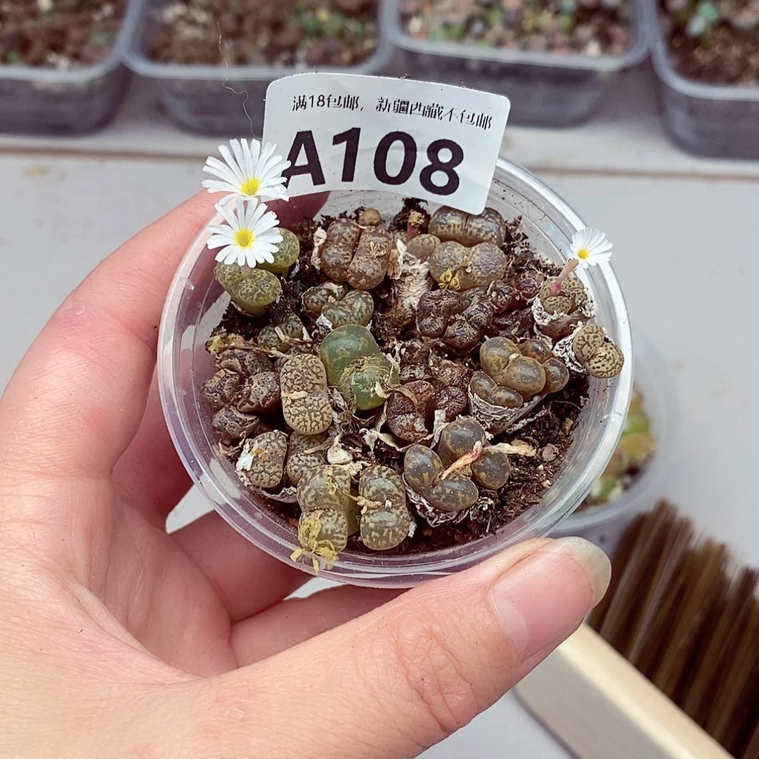 108啦啦啦啦啦啦啦