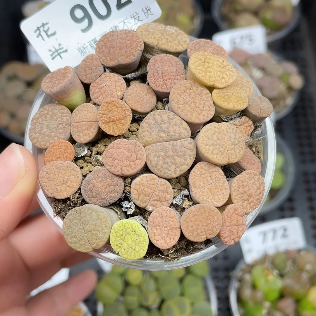 902000000花花花鼓励他花花花