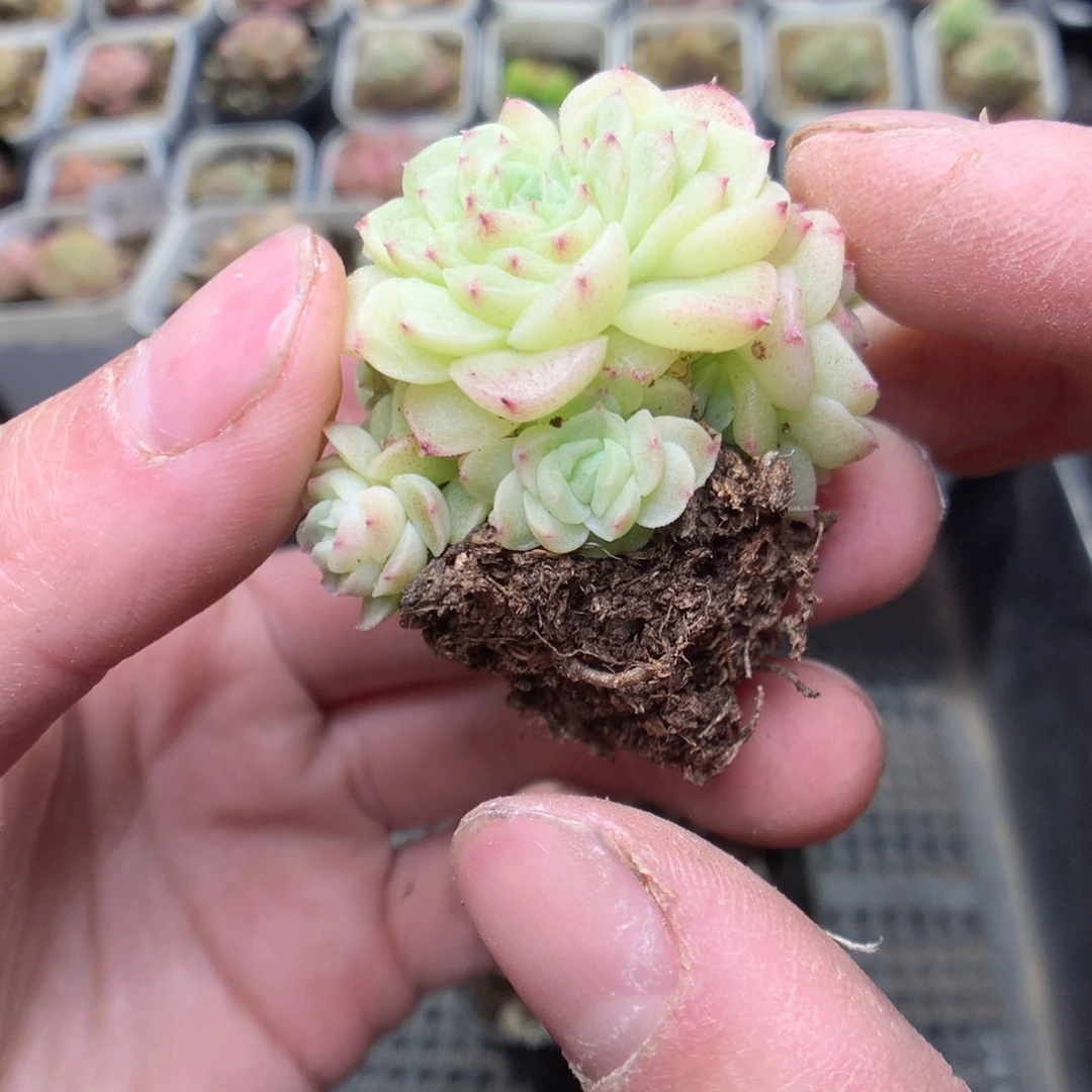 R137y y y y y y g g g g