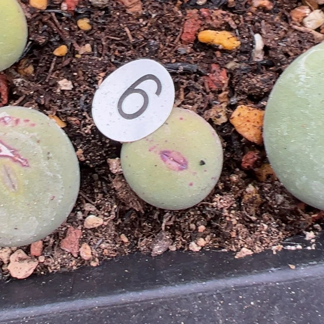 多肉植物111111111111