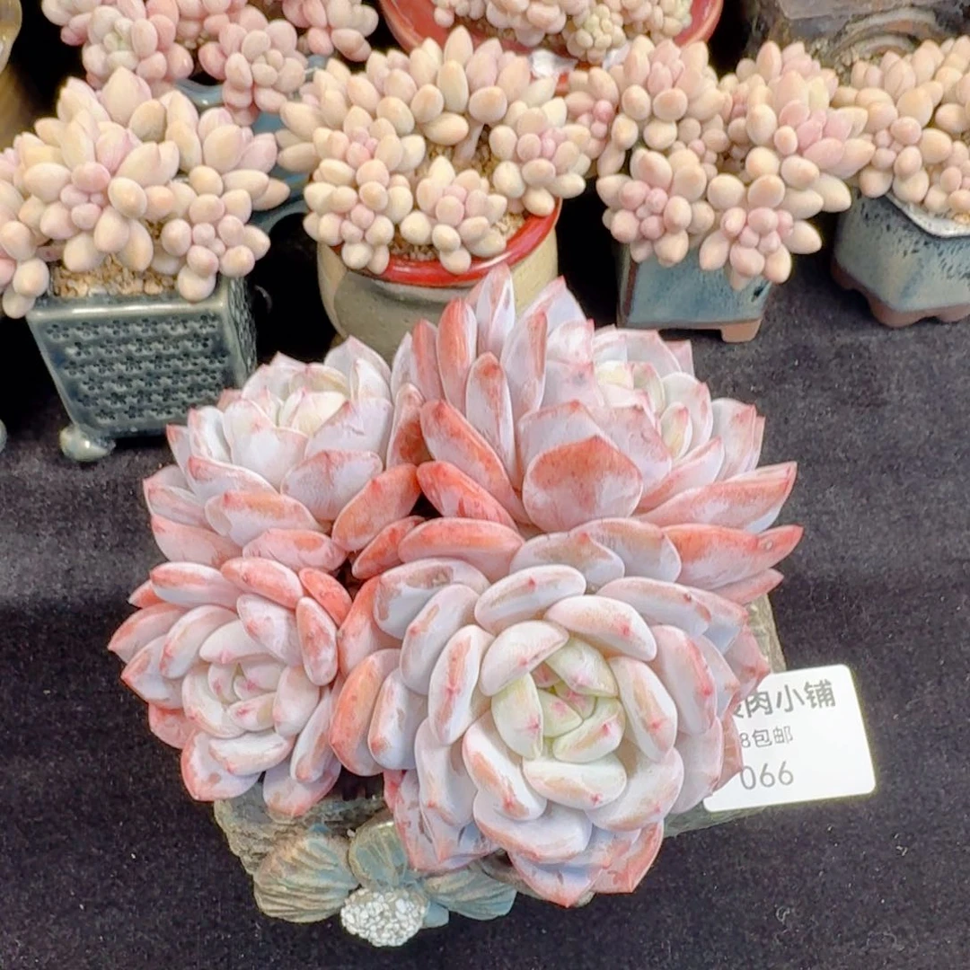 多肉植物  066  雪天使