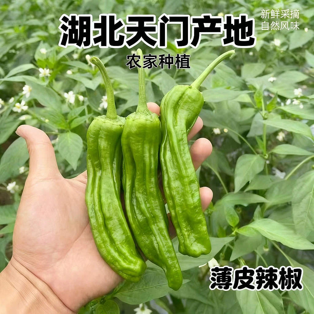 湖北天门农家本地薄皮辣椒虎皮辣椒