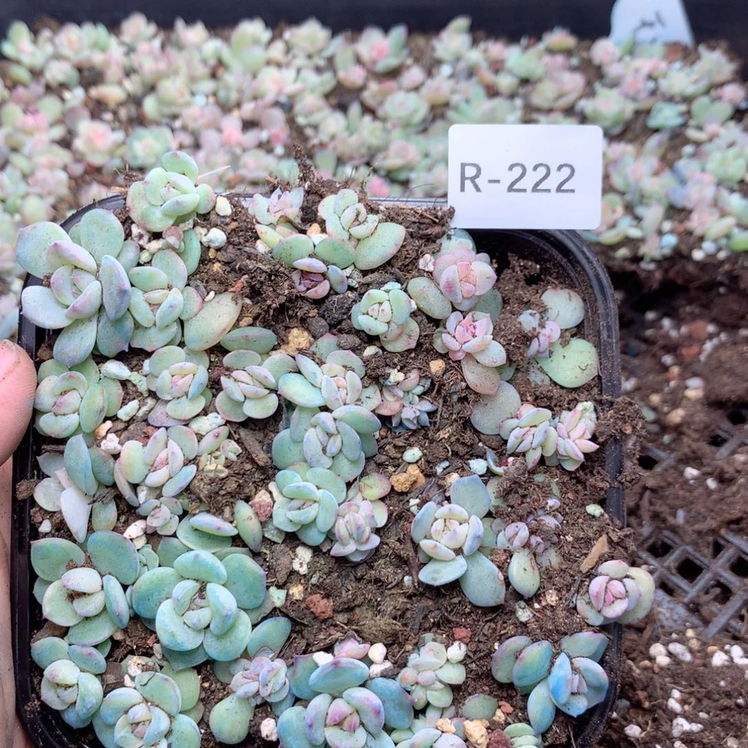 无花朵R222月英语英语