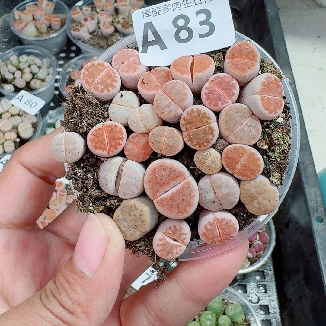 83多肉植物多肉植物