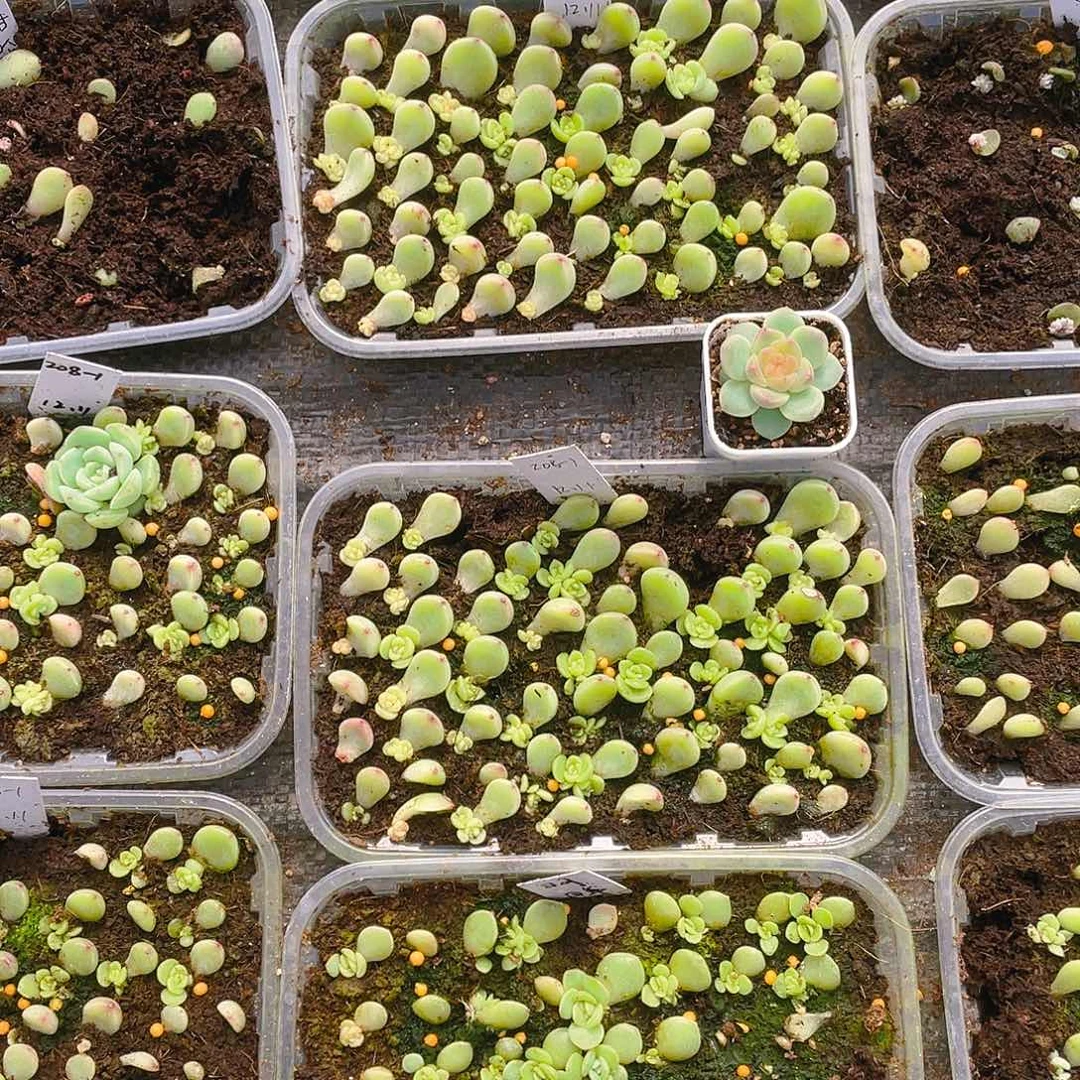 208-1甜心芝麻苗一个满25包邮