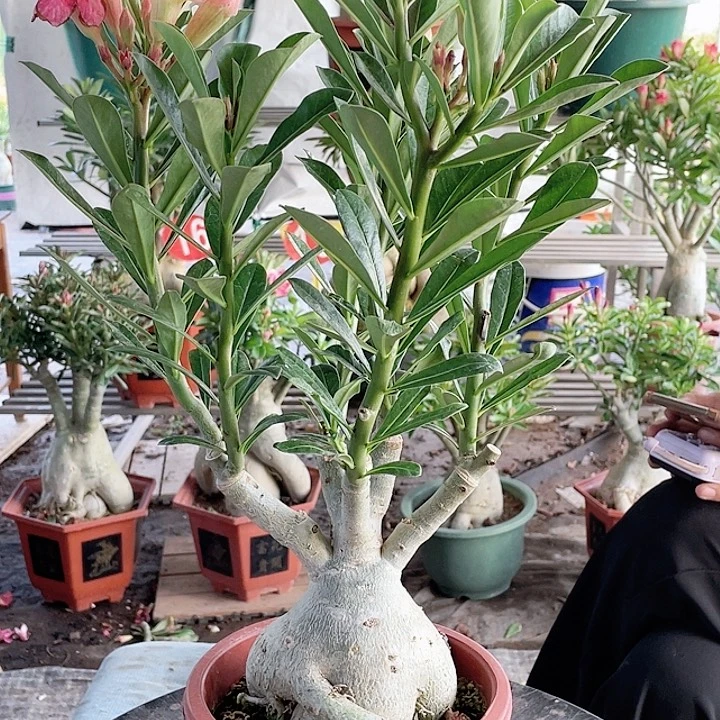 财***2完全开放沙漠玫瑰