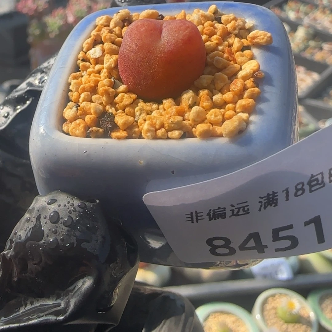 8451 -一物一拍 带盆 水蜜桃1430.5
