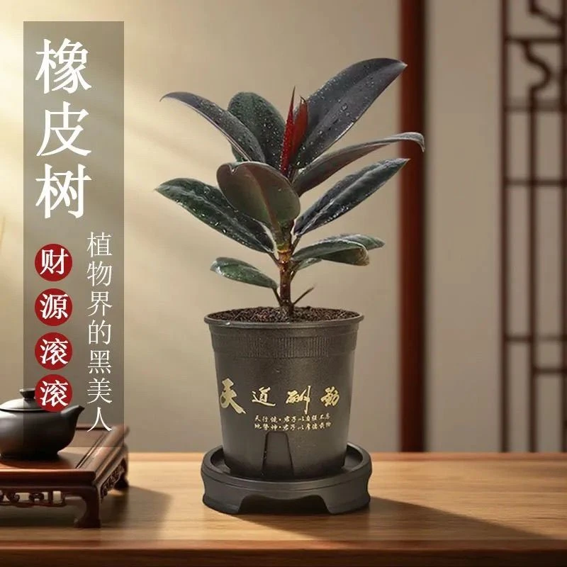 花禾悦橡皮树水培净化空气防辐射室内客厅观叶植物黑金刚老桩花卉