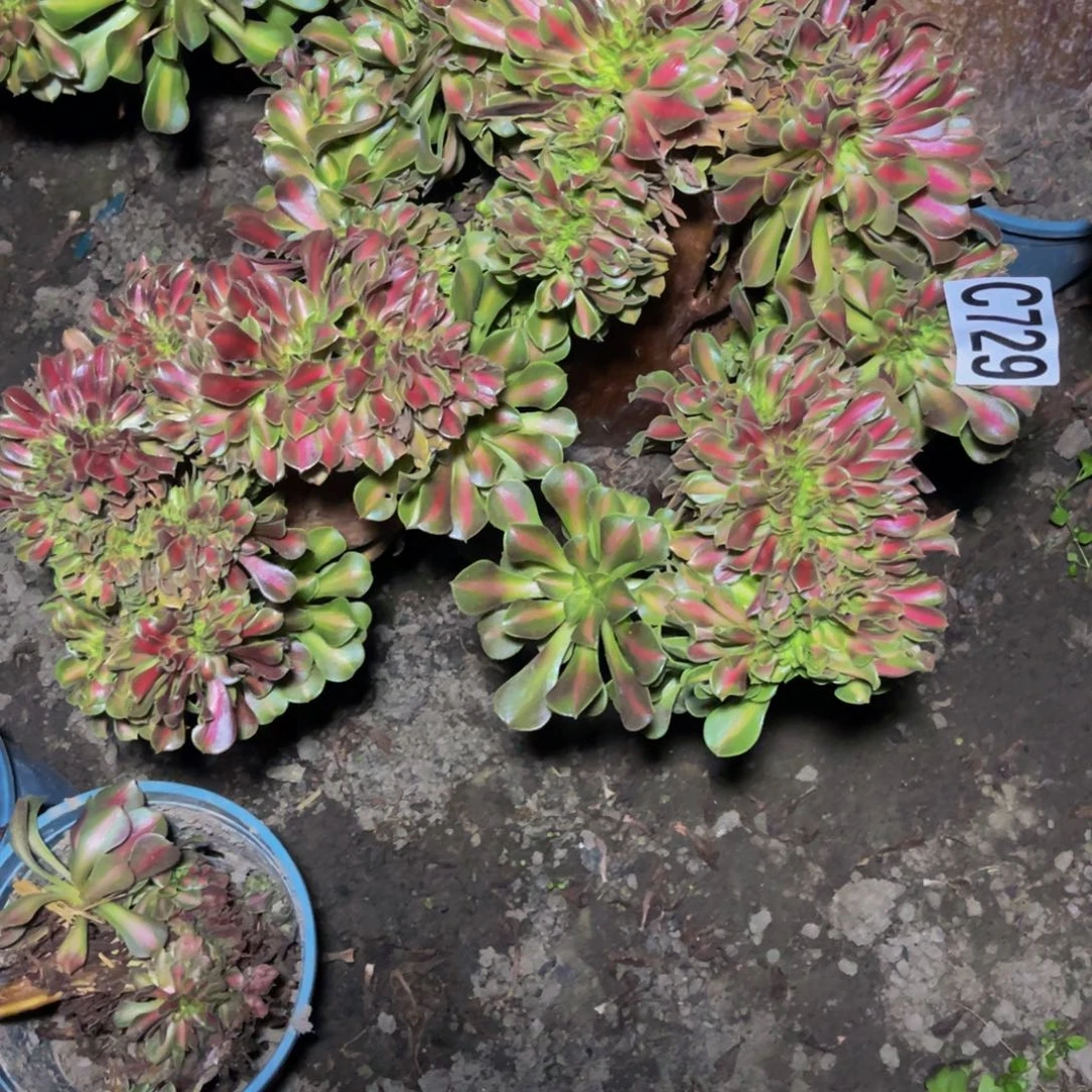 女巫宽中班16//4包邮