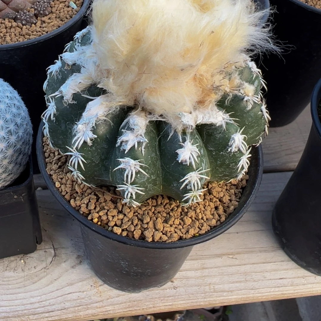 实生根奇特圆盘玉多肉植物带盆土