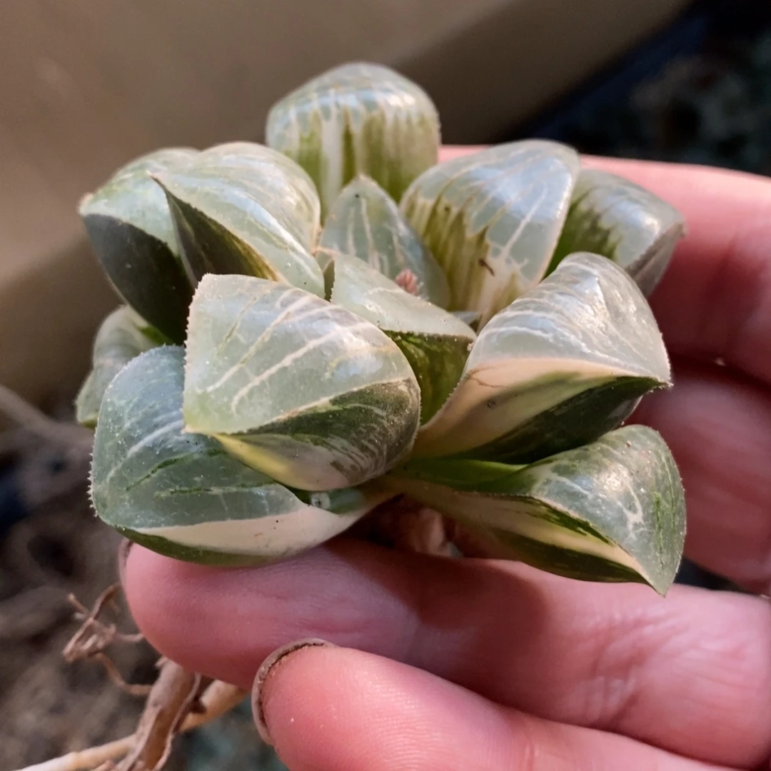 一颗实生咖啡锦 白咖 元旦新粉福利