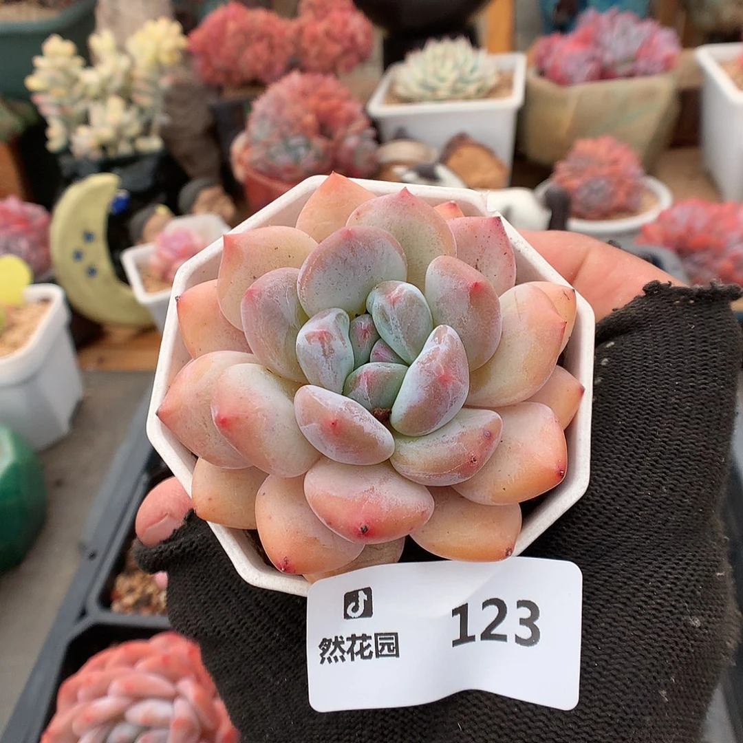 123香橙多肉植物6666
